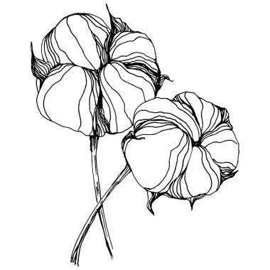 Pamuk çiçeği. Çiçekli botanik çiçeği. İzole illüstrasyon elementi. Arkaplan, doku, ambalaj deseni, çerçeve veya kenar çizimi için vektör el.