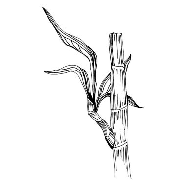 Elle çizilmiş bambu bitkisi. Çiçek dövmesi sanat tarzında detaylı. Beyaz arka planda siyah beyaz klipsli sanat. Antika vintage gravür çizimi.