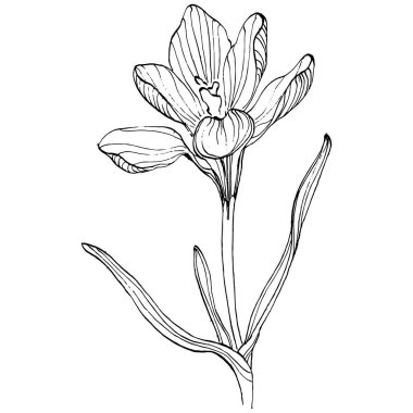 Crocus çiçek vektörü çizimi beyaz arka planda izole edilmiş, safran çizgisi sanatı. Siyah çizgili şirin bir çiçek ve beyaz arka planda beyaz bir uçak..
