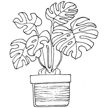 Saksıdaki Ev Bitkisi skeci. İç mekan ya da ofis dekorasyonu için bir asma fabrikada çiçek yetiştirmenin izole bir çizimini yapın. Bahçe çiçeklerinin taşıyıcısı.