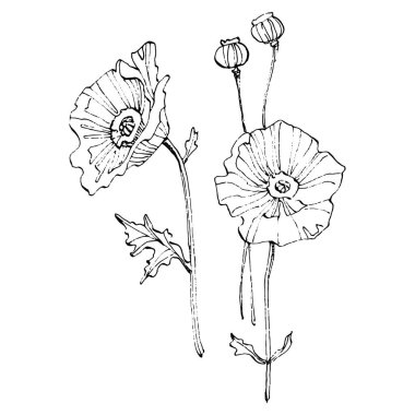 Haşhaş çiçeği. Çiçekli botanik çiçeği. İzole illüstrasyon elementi. Arkaplan, doku, ambalaj deseni, çerçeve veya kenar çizimi için vektör el.