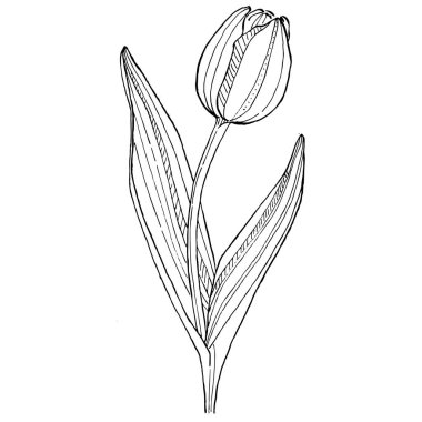 Lale çiçeği. Çiçekli botanik çiçeği. İzole illüstrasyon elementi. Arkaplan, doku, ambalaj deseni, çerçeve veya kenar çizimi için vektör el.