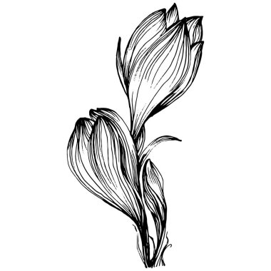 Crocus veya safran çiçeği. Çiçekli botanik çiçeği. İzole illüstrasyon elementi. Arkaplan, doku, ambalaj deseni, çerçeve veya kenar çizimi için vektör el.