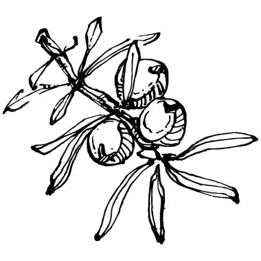 Juniper vektör çizimi. Böğürtlen dalında izole edilmiş eski bir illüstrasyon. Organik yağ oymalı taslak. Güzellik ve kaplıca, kozmetik malzeme. Etiket, poster, broşür, paket için harika