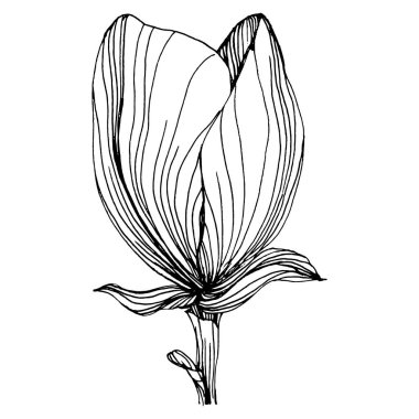 Manolya çiçeği. Çiçekli botanik çiçeği. İzole illüstrasyon elementi. Arkaplan, doku, ambalaj deseni, çerçeve veya kenar çizimi için vektör el.