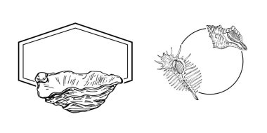 El yapımı kabuk logosu, çerçeve, sınır, promosyon elemanı. Damga şablonu. Minimalist monogram. Rustik zarif marka veya logottip arkaplan.