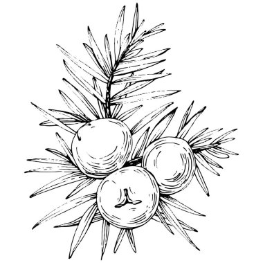 Juniper vektör çizimi. Böğürtlen dalında izole edilmiş eski bir illüstrasyon. Organik yağ oymalı taslak. Güzellik ve kaplıca, kozmetik malzeme. Etiket, poster, broşür, paket için harika