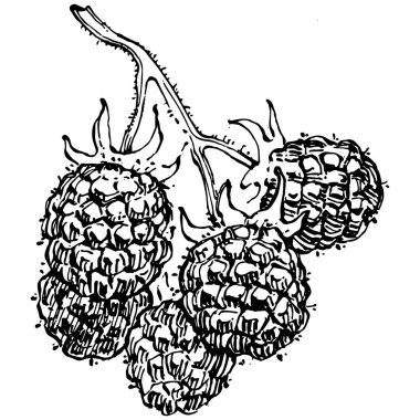 Ahududu izole vektör çizimi. Organik yağ oymalı taslak. Güzellik ve kaplıca, kozmetik malzeme. Etiket, poster, broşür, ambalaj için harika