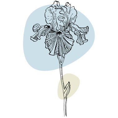 Afiş çizen süsen çiçeği. Sosyal medya platformu için arka planlar, hikayeler, soyut şekilli afişler, yapraklar. Sosyal ağlarınız için görsel tasarım. 