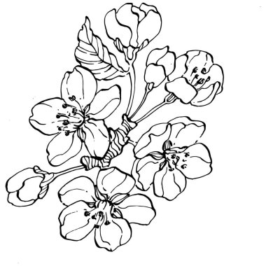 El çizimi Sakura çiçek logosu, çerçeve, sınır, promosyon unsuru. Damga şablonu. Minimalist monogram. Rustik zarif marka veya logottip arkaplan.