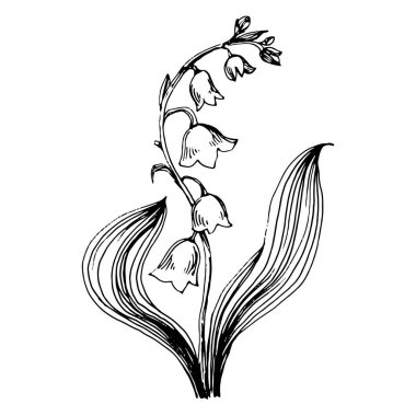 Vadideki zambak elle çizilmiş. Mayıs-Lily çiçek logosu ya da dövmesi sanat stili konseptiyle detaylı. Siyah beyaz klip sanatı izole edildi. Amblem için antika vintage gravür.