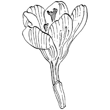Crocus çiçek vektörü çizimi beyaz arka planda izole edilmiş, safran çizgisi sanatı. Siyah çizgili şirin bir çiçek ve beyaz arka planda beyaz bir uçak..