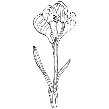 Crocus çiçek vektörü çizimi beyaz arka planda izole edilmiş, safran çizgisi sanatı. Siyah çizgili şirin bir çiçek ve beyaz arka planda beyaz bir uçak..