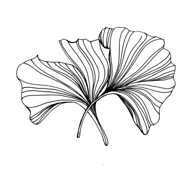 Ginkgo bitkisi elle çizilmiş. Çiçek dövmesi sanat tarzında detaylı. Beyaz arka planda siyah beyaz klipsli sanat. Logo için antika vintage oyma çizimi