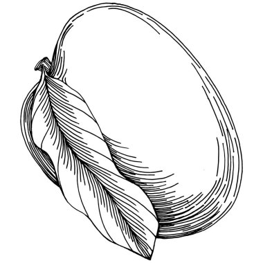 Mango tropikal meyve çizim vektörü. İşlenmiş organik gıda. Beyaz arkaplanda siyah beyaz mango ögesi.