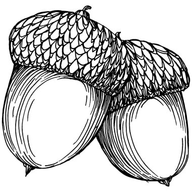 Beyaz üzerine meşe palamudu çizimi. Eski tarz oymalı klasik illüstrasyon, oyma gibi. Davet, kalıp, kart ve poster için tasarım ögesi.