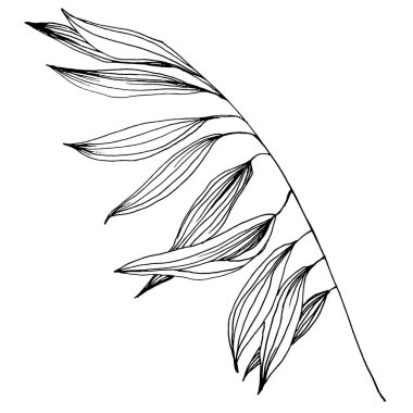 Tropik egzotik yapraklar. Çiçekli botanik çiçeği. İzole illüstrasyon elementi. Arkaplan, doku, ambalaj deseni, çerçeve veya kenar çizimi için vektör el.