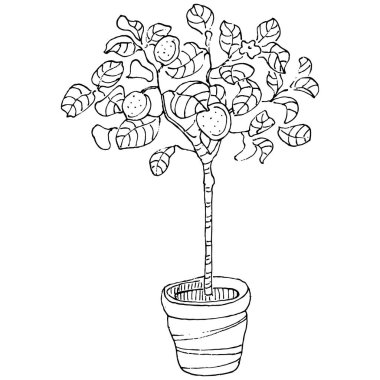 Saksıdaki Ev Bitkisi skeci. İç mekan ya da ofis dekorasyonu için bir asma fabrikada çiçek yetiştirmenin izole bir çizimini yapın. Bahçe çiçeklerinin taşıyıcısı.