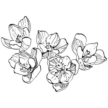 Crocus çiçek vektörü çizimi beyaz arka planda izole edilmiş, safran çizgisi sanatı. Siyah çizgili şirin bir çiçek ve beyaz arka planda beyaz bir uçak..