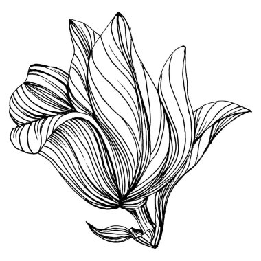 Manolya çiçeği. Çiçekli botanik çiçeği. İzole illüstrasyon elementi. Arkaplan, doku, ambalaj deseni, çerçeve veya kenar çizimi için vektör el.