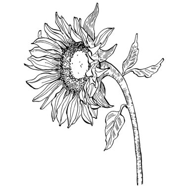 Ayçiçeği. Çiçekli botanik çiçeği. İzole illüstrasyon elementi. Arkaplan, doku, ambalaj deseni, çerçeve veya kenar çizimi için vektör el.