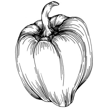 Biber sebzeleri taslak vektör çizimi. İşlemeli stil. Tarım piyasasında ürün. Tasarım menüsü, etiket, rozet, pankart ve tanıtım için en iyi yer. 