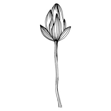 Nilüfer çiçeği. Çiçekli botanik çiçeği. İzole illüstrasyon elementi. Arkaplan, doku, ambalaj deseni, çerçeve veya kenar çizimi için vektör el.