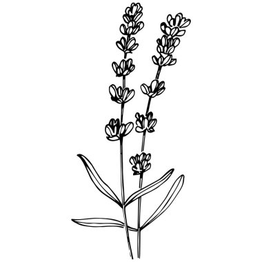 Lavanta botanik çiçeği. Düğün otunun, bitkinin ve davetiye için zarif yapraklı monogramın el yapımı tasarımı randevu kartı tasarımını kaydedin. Kırsal trend yeşillik vektör çizimi