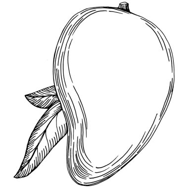 Mango tropikal meyve çizim vektörü. İşlenmiş organik gıda. Beyaz arkaplanda siyah beyaz mango ögesi.