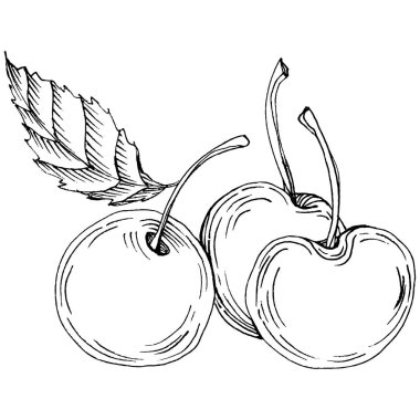 Kirazlı el klasik klipsli resim. Sanat tarzında detaylandırılmış böğürtlen logosu ya da dövme. Siyah ve beyaz izole edilmiş. Amblem için antika vintage gravür