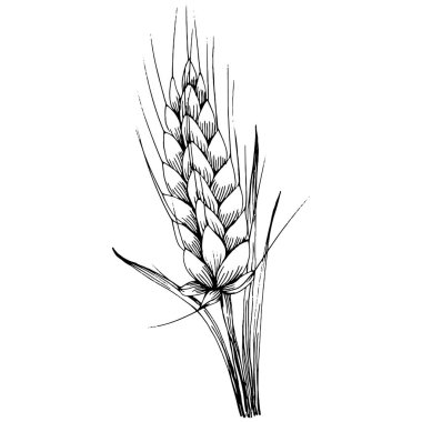 Buğday kulaklı el çizimleri. Korunma ve güvenliğin eski bir sembolü. Kütük için antik vintage oyma çizimi