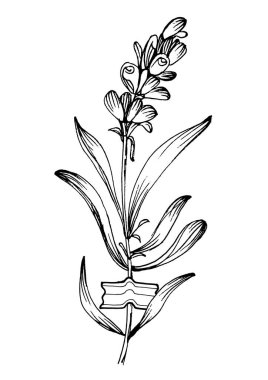 Moda renklerinde çağdaş sanat lavantası çiçek posterleri. Soyut el çiçekleri, geometrik elementleri ve vuruşları, yaprakları ve çiçekleri çizer. 