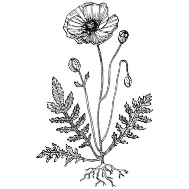 Gelincik çiçekli botanik çiçeği. İzole illüstrasyon elementi. Arkaplan, doku, ambalaj deseni, çerçeve veya kenar çizimi için vektör el.