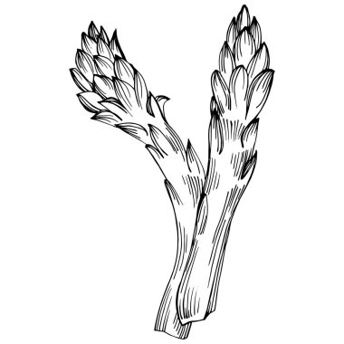 Kuşkonmaz elle çizilmiş. Sebze oymalı nesne. Menü, etiket, simge, kapak, sosyal gönderi için harika.