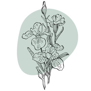 Afiş çizen süsen çiçeği. Sosyal medya platformu için arka planlar, hikayeler, soyut şekilli afişler, yapraklar. Sosyal ağlarınız için görsel tasarım. 