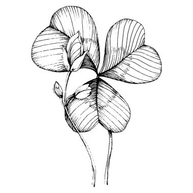 Yonca yoncası. Çiçekli botanik çiçeği. İzole illüstrasyon elementi. Arkaplan, doku, ambalaj deseni, çerçeve ya da kenar için yaban çiçeği çizen vektör el. Patricks gün arkaplanı.  