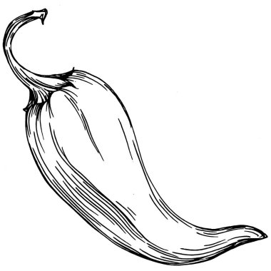 Biber sebzeleri taslak vektör çizimi. İşlemeli stil. Tarım piyasasında ürün. Tasarım menüsü, etiket, rozet, pankart ve tanıtım için en iyi yer. 