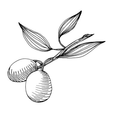 Zeytin eskiz elemanı. Zeytin dalları izole edilmiş. Arkaplan, doku, ambalaj deseni, çerçeve veya kenar çizimi için vektör el.