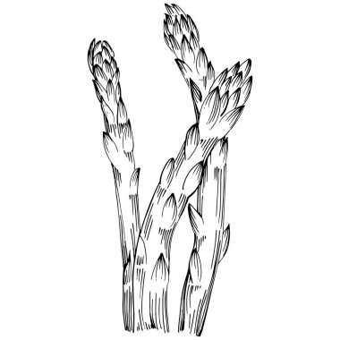 Kuşkonmaz elle çizilmiş. Sebze oymalı nesne. Menü, etiket, simge, kapak, sosyal gönderi için harika.