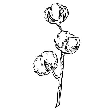 Pamuk çiçeği. Çiçekli botanik çiçeği. İzole illüstrasyon elementi. Arkaplan, doku, ambalaj deseni, çerçeve veya kenar çizimi için vektör el.