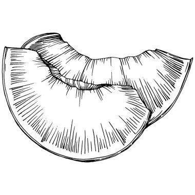 Şeftali eskiz vektörü izole edildi. El çizimi illüstrasyon meyvesi. Yaz yemekleri oymalı eski moda. Detaylı vejetaryen eskizi. Tasarım logonuz için harika, amblem, etiket, poster, baskı, menü