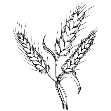 Buğday kulaklı el çizimleri. Korunma ve güvenliğin eski bir sembolü. Kütük için antik vintage oyma çizimi