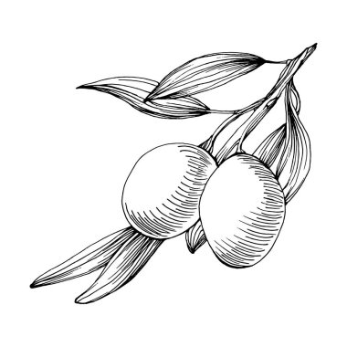 Zeytin eskiz elemanı. Zeytin dalları izole edilmiş. Arkaplan, doku, ambalaj deseni, çerçeve veya kenar çizimi için vektör el.