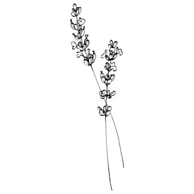 Lavanta çiçeği. Çiçekli botanik çiçeği. İzole illüstrasyon elementi. Arkaplan, doku, ambalaj deseni, çerçeve veya kenar çizimi için vektör el.