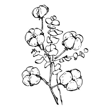 Pamuk çiçeği. Çiçekli botanik çiçeği. İzole illüstrasyon elementi. Arkaplan, doku, ambalaj deseni, çerçeve veya kenar çizimi için vektör el.