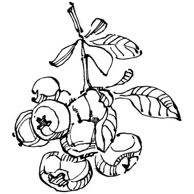 Yabanmersinli el klasik klipsli resim çiziyor. Sanat tarzında detaylandırılmış böğürtlen logosu ya da dövme. Siyah ve beyaz izole edilmiş. Amblem için antika vintage gravür