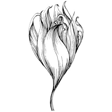 Crocus veya safran çiçeği. Çiçekli botanik çiçeği. İzole illüstrasyon elementi. Arkaplan, doku, ambalaj deseni, çerçeve veya kenar çizimi için vektör el.