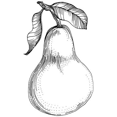 El çizimiyle çizilmiş armut eşkali. Beyaz arkaplanda meyve vektörü.