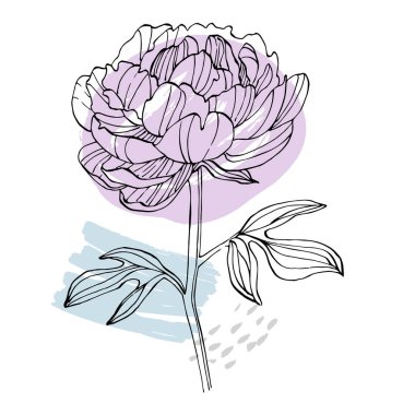 Şakayık çiçeği. Çiçekli botanik çiçeği. İzole illüstrasyon elementi. Arkaplan, doku, ambalaj deseni, çerçeve veya kenar çizimi için vektör el.