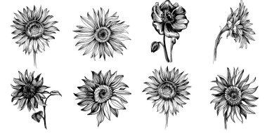 Ayçiçekleri elementleri. Çiçekli botanik çiçeği. İzole illüstrasyon elementi. Arkaplan, doku, ambalaj deseni, çerçeve veya kenar çizimi için vektör el.